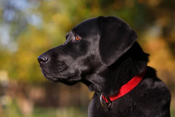 Fekete Labrador Retriever Canis Lupus Familiaris Férfi Portré Németország Európa — Stock Fotó