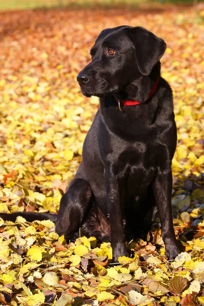 Černý Labrador Retrívr Canis Lupus Familiaris Podzimních Listech Pes Portrét — Stock fotografie