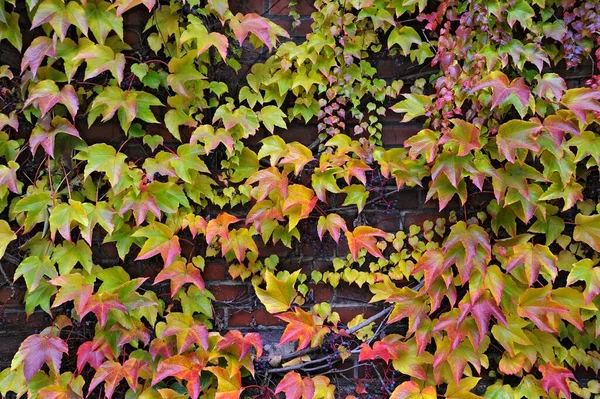 Boston Ivy Parthenocissus Tricuspidata Germany Europe — Stock Photo, Image