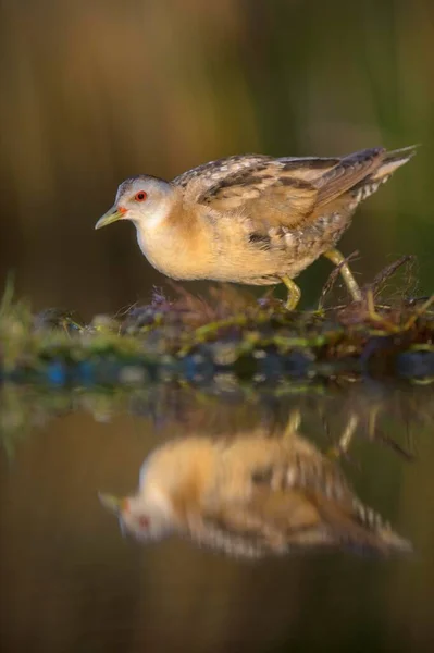 Little Crake Porzana Parva Fêmea Luz Manhã Atropelando Plantas Aquáticas — Fotografia de Stock