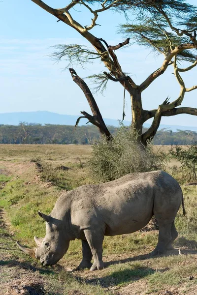 Rinoceronte Branco Ceratotherium Simum Parque Nacional Lago Nakuru Quénia África — Fotografia de Stock