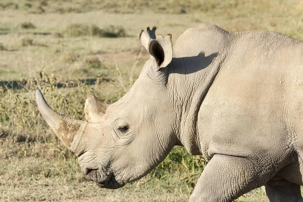 Λευκός Ρινόκερος Ceratotherium Simum Εθνικό Πάρκο Της Λίμνης Νακούρου Κένυα — Φωτογραφία Αρχείου