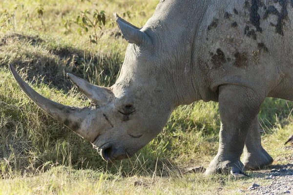 Λευκός Ρινόκερος Ceratotherium Simum Εθνικό Πάρκο Της Λίμνης Νακούρου Κένυα — Φωτογραφία Αρχείου