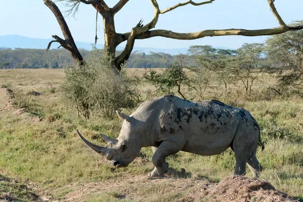 Rinoceronte Branco Ceratotherium Simum Parque Nacional Lago Nakuru Quénia África — Fotografia de Stock