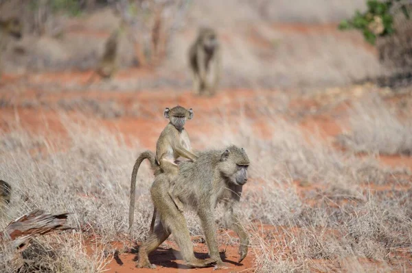 Baboon Μητέρα Μικρό Tsavo East National Park Κένυα Αφρική — Φωτογραφία Αρχείου