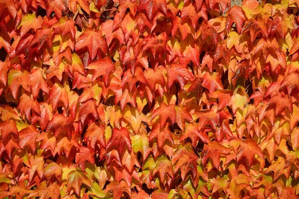 Creeper Virginie Parthenocissus Quinquefolia Couleurs Automnales Scania Suède Europe — Photo