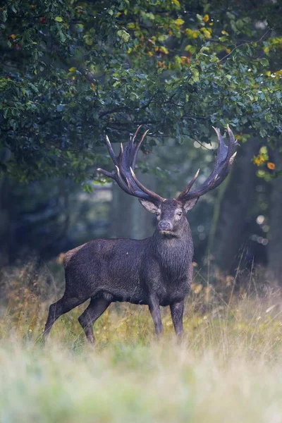 Vörös Szarvas Cervus Elaphus Királyi Szarvas Erdő Közelében Ködben Zéland — Stock Fotó