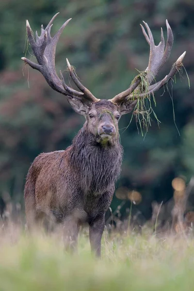 Κόκκινο Ελάφι Cervus Elaphus Royal Stag Κοντά Στο Δάσος Βρυχάται — Φωτογραφία Αρχείου