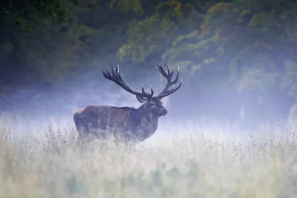 Kızıl Geyik Cervus Elaphus Eski Kraliyet Geyiği Sis Zealand Danimarka — Stok fotoğraf