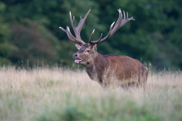 Cerf Rouge Cervus Elaphus Vieux Cerf Royal Sur Prairie Ornières — Photo