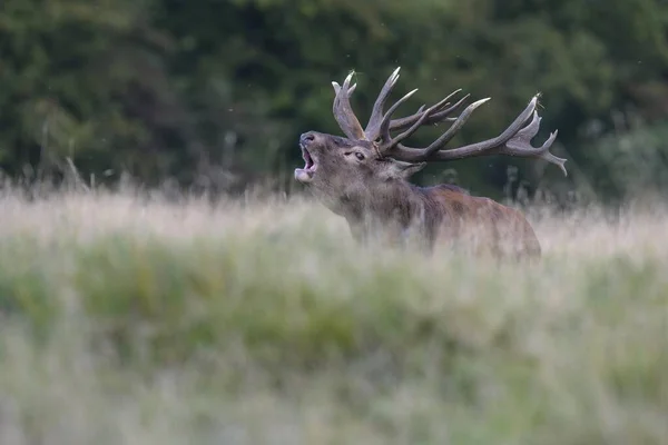 Rothirsch Cervus Elaphus Königlicher Hirsch Brüllt Seeland Dänemark Europa — Stockfoto