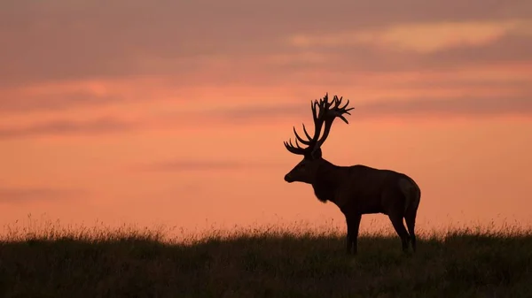 Kızıl Geyik Cervus Elaphus Son Işıkta Kraliyet Geyiği Siluet Kızıl — Stok fotoğraf