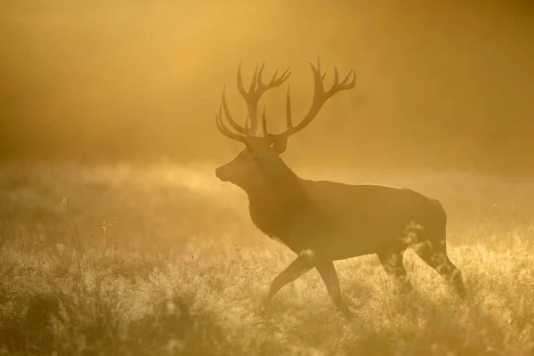 Kızıl Geyik Cervus Elaphus Ilk Işıkta Geyik Çiğ Çayırı Sis — Stok fotoğraf