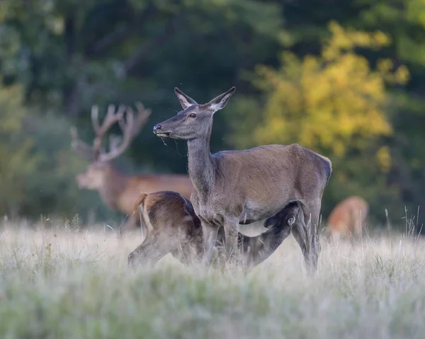 Veado Vermelho Cervus Elaphus Corça Peito Touro Velho Zelândia Dinamarca — Fotografia de Stock