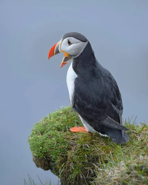 Puffin Fratercula Arctica Yawning Latrabjarg Westfjords Westfirdir Iceland Europe — стокове фото