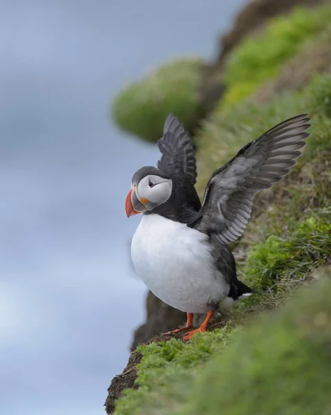 Puffin Fratercula Arctica Flaxande Sina Vingar Latrabjarg Westfjords Westfirdir Island — Stockfoto