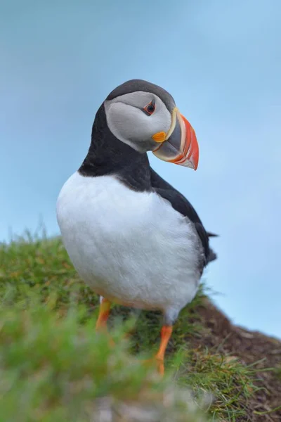 Macareux Fratercula Arctica Repos Latrabjarg Westfjords Westfirdir Islande Europe — Photo