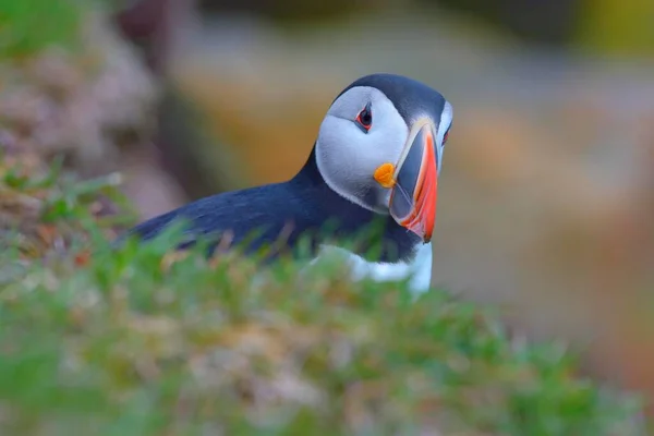 Papageitaucher Fratercula Arctica Portrait Latrabjarg Westfjorde Westfirdir Island Europa — Stockfoto