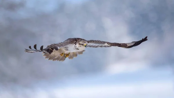 Gewone Buizerd Buteo Buteo Vliegend Een Winter Landingskaap Biosfeergebied Zwaben — Stockfoto