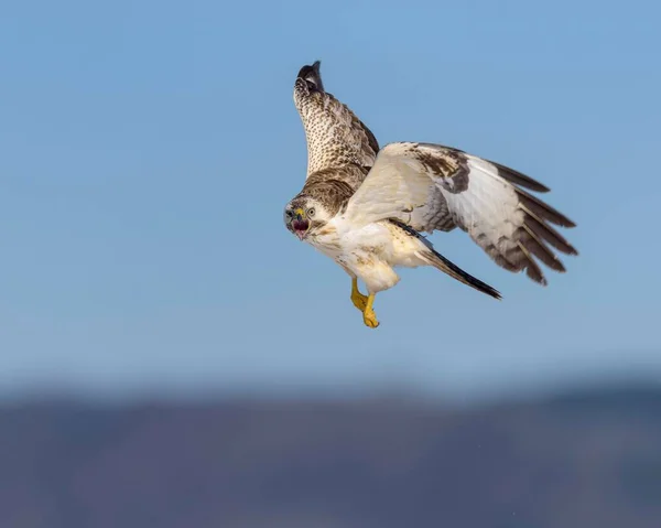 Gemeenschappelijke Buizerd Buteo Buteo Oproep Tot Vliegen Biosfeergebied Swabian Jura — Stockfoto