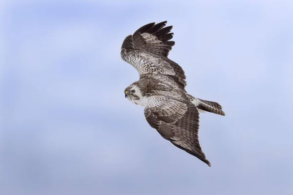 Kozel Obecný Buteo Buteo Letu Biosférická Oblast Švábský Jura Bádensko — Stock fotografie