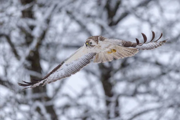 Общий Бюззард Buteo Buteo Полете Снежные Деревья Позади Биосферная Зона — стоковое фото