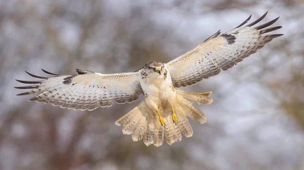 Vanlig Vråk Buteo Buteo Flygning Biosfärområdet Schwabiska Jura Baden Wrttemberg — Stockfoto