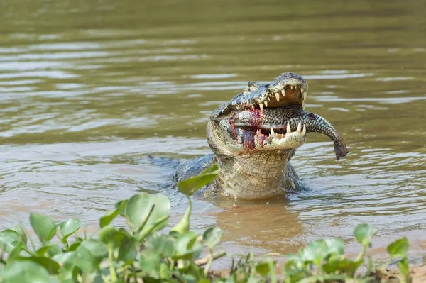 Yacare Caiman Caiman Yacare Pożerający Ryby Rzeka Cuiaba Pantanal Brazylia — Zdjęcie stockowe