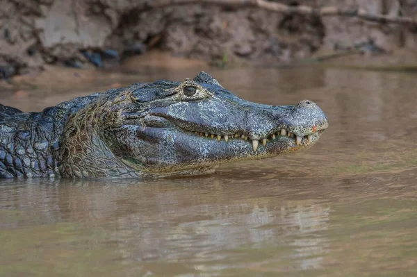 Yacare Caiman Caiman Yacare Água Retrato Rio Cuiabá Pantanal Brasil — Fotografia de Stock