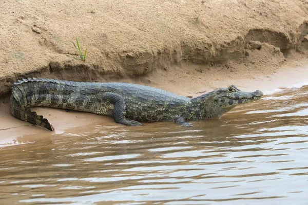 Yacare Caiman Caiman Yacare Στηρίζεται Μια Όχθη Του Ποταμού Cuiaba — Φωτογραφία Αρχείου