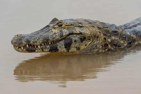 Cabeça Yacare Caiman Caiman Yacare Rio Cuiabá Pantanal Brasil América — Fotografia de Stock