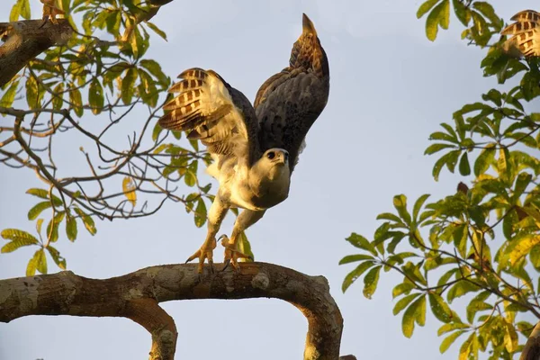 Harpy Eagle Harpia Harpyia Jungtier Monate Fliegt Von Einem Ast — Stockfoto