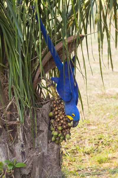 Hyacinth Macaw Anodorhynchus Hyacinthinus Feeding Nuts Pantanal Mato Grosso Brazil — Stock Photo, Image
