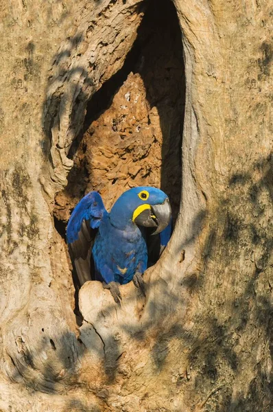 Hyacinth Macaw Anodorhynchus Hyacinthinus Its Tree Nest Pantanal Mato Grosso — Stock Photo, Image