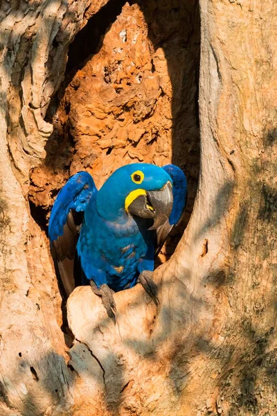 Hyacinth Macaw Anodorhynchus Hyacinthinus Its Tree Nest Pantanal Mato Grosso — Stock Photo, Image