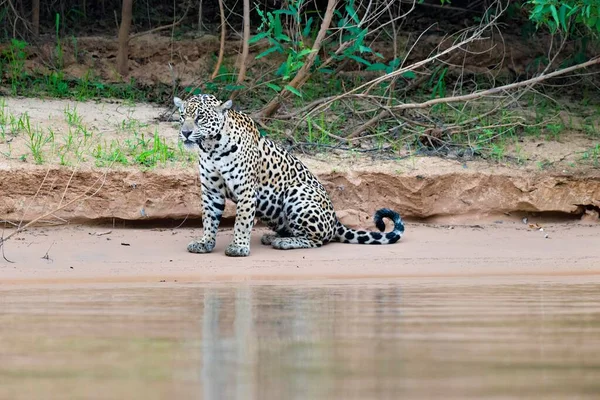 Jaguar Panthera Onca Sentado Orillas Del Río Cuiaba Pantanal Mato —  Fotos de Stock