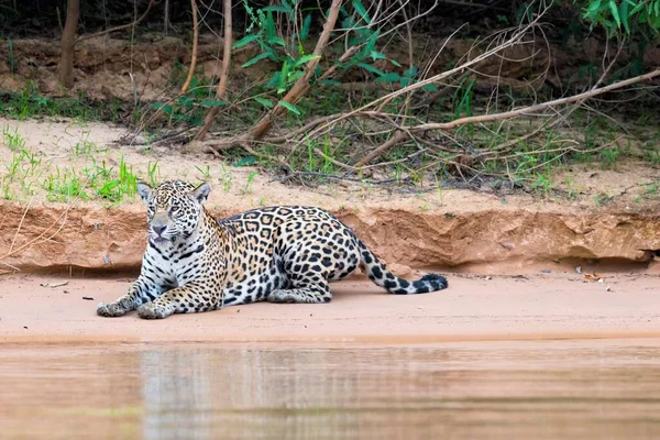 Jaguar Panthera Onca Acostado Orillas Del Río Cuiaba Pantanal Mato —  Fotos de Stock