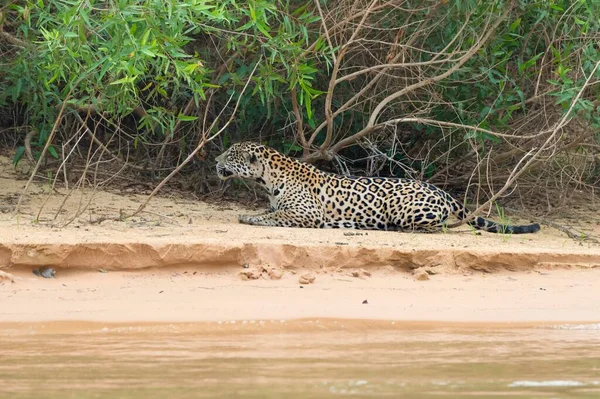 Jaguar Panthera Onca Acecho Orilla Río Cuiaba Pantanal Mato Grosso —  Fotos de Stock