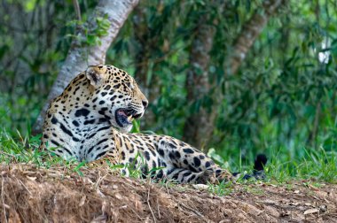 Jaguar (Panthera onca) lying on a river bank, Cuiaba river, Pantanal, Mato Grosso, Brazil, South America clipart