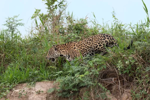 Jaguar Panthera Onca Caminhando Costa Rio Cuiabá Pantanal Mato Grosso — Fotografia de Stock