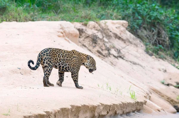 Jaguár Panthera Onca Homokparton Cuiaba Folyó Pantanal Mato Grosso Brazília — Stock Fotó