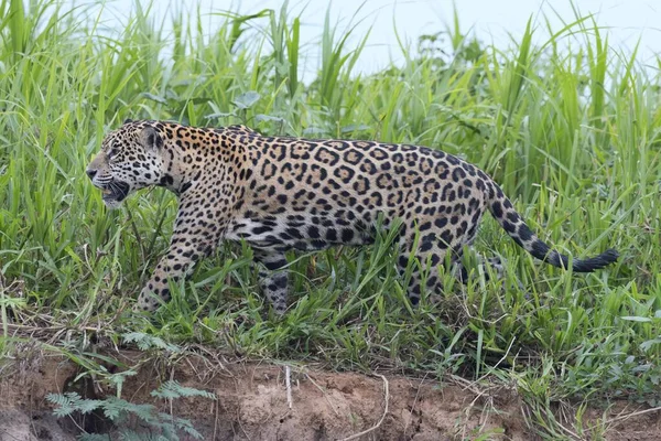 Jaguar Panthera Onca Caminando Orilla Río Cuiaba Pantanal Mato Grosso — Foto de Stock