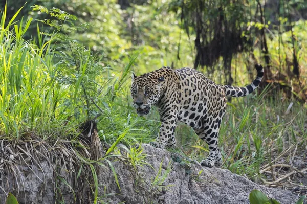 Jaguar Panthera Onca Caminhando Costa Rio Cuiabá Pantanal Mato Grosso — Fotografia de Stock