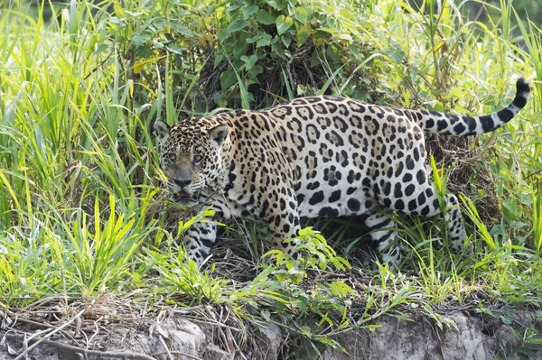 Jaguar Panthera Onca Caminando Orilla Río Cuiaba Pantanal Mato Grosso — Foto de Stock