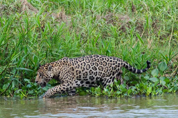 Jaguar Panthera Onca Caminando Orilla Río Cuiaba Pantanal Mato Grosso —  Fotos de Stock