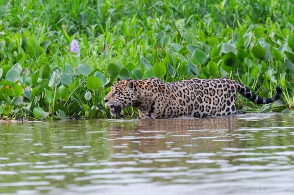 Jaguar Panthera Onca Agua Río Cuiaba Pantanal Mato Grosso Brasil —  Fotos de Stock