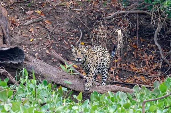 Jaguar Panthera Onca Parton Cuiaba Folyó Pantanal Mato Grosso Brazília — Stock Fotó