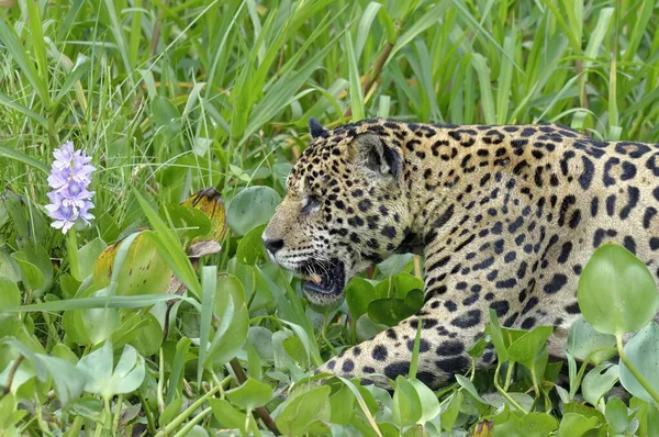 Jaguar Panthera Onca 걸으며 Eichhornia Crassipes 판타날 그로소 남아메리카 — 스톡 사진