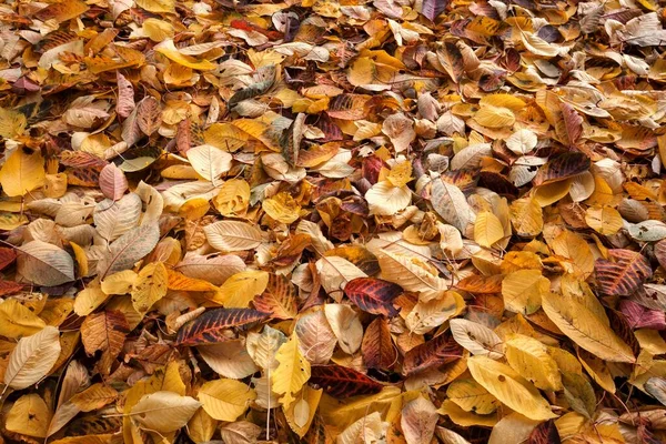 Herfstbladeren Grond Duitsland Europa — Stockfoto