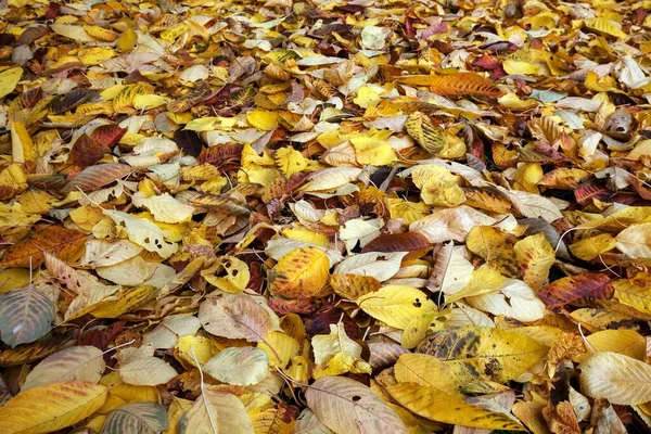 Herfstbladeren Grond Duitsland Europa — Stockfoto
